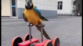 Un loro descubre el patinete y decide no volver a volar