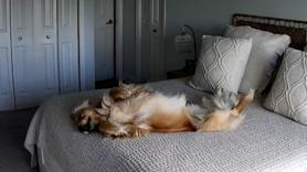 La dueña vive preocupada por dejar a su Golden Retriever solo todo el día hasta que descubre qué hace realmente su perro