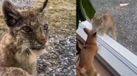 Una bestia salvaje asoma por la ventana con actitud hambrienta pero no se esperaba la reacción del chihuahua