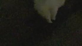 Un perro se traga un juguete con luces y sus dueños se dan cuenta en el momento más inesperado