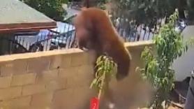Una señora enfrenta a una osa y su cría y lo que hace después te dejará sin palabras
