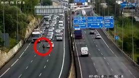 Retenciones en la autovía por la aparición de este animal y la DGT señala al dueño