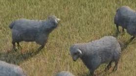 Dejan a miles de ovejas en una isla sin pasto y el resultado es totalmente inesperado