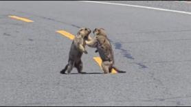 La pelea entre marmotas en plena carretera que obliga a detener el tráfico: "Esperen humanos"
