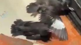 Estos pájaros fingen estar heridos para conseguir comida gratis y se vuelven virales