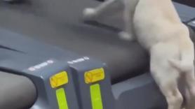 Un cachorro labrador hace cinta con su dueña en el gimnasio y todos le miran