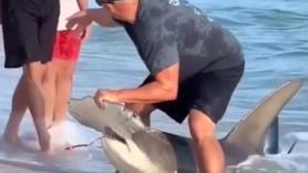 El valiente gesto de un hombre que libera a un tiburón martillo herido