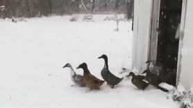 Una familia de patos se interesa por la nieve pero al pisarla cambia muy rápido de opinión