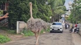 Un avestruz se escapa y pone las calles patas arriba