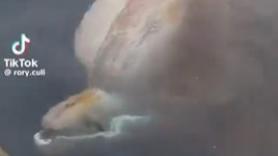 Aparece una extraña ballena mular boreal frente a Groenlandia tras décadas sin ser vista