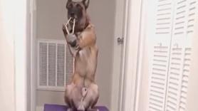 Un adiestrador entrena a su perro para disparar un tirachinas y el resultado parece de otra realidad