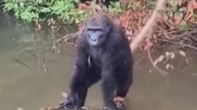 Lo que hace este gorila bebé cuando ve pasar un bote es de lo más humano