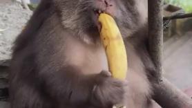 Un mono se come un plátano de la forma más tierna posible: "Es adorable"