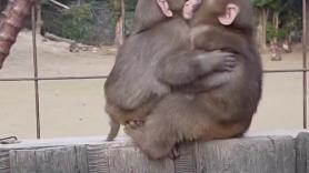 El cariñoso gesto entre dos pequeños monos: "A veces solo necesitas un abrazo"