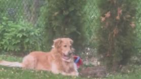 Suelta a su Golden Retriever para que asuste a unos conejos y la reacción del perro es totalmente inesperada