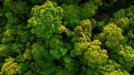 Alerta por el árbol más peligroso del mundo: quienes lo tocan mueren al instante y se oculta en este lugar
