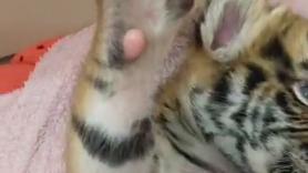 El relajante masaje a un pequeño tigre recién nacido: "Simplemente míralo"