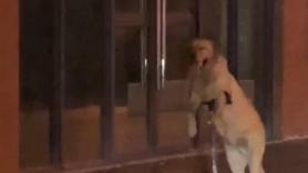No pueden creer la forma de pasear del perro labrador: el vídeo ha alcanzado más 4 millones de visualizaciones en 24 horas