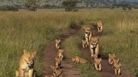 Una manada de leones cachorros sale por primera vez de la guarida y explora la sabana