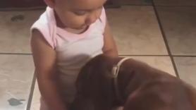 Un perro pone a prueba a un bebé hasta que lo soluciona todo con un gesto de cariño