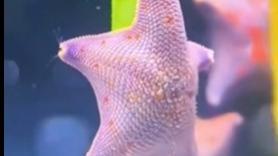 Una estrella de mar se roba el show con un inesperado baile junto a una planta submarina