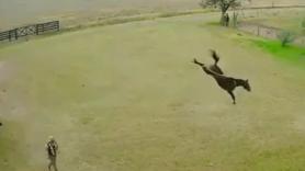 El increíble momento en que un granjero le hace RCP a su caballo y le revive