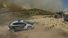 Así ha desalojado la Guardia Civil a más de 400 ovejas ante el incendio de Añorbe (Navarra)
