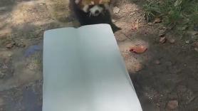 El invento perfecto para que este panda rojo se refresque en plena ola de calor