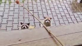 Un mapache albino se queda aislado en su grupo y los que ven el vídeo coinciden: "Solo necesito que sea feliz