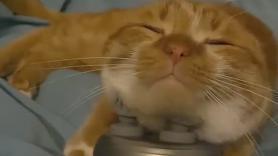 Este gato descubre un aparato para relajarse y no puede separarse de él