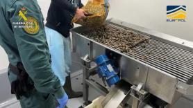 Intervienen 7 toneladas de almejas no aptas para consumo humano en Huelva