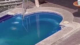 Un león marino se cuela en un hotel para darse un baño en la piscina: "Con permiso, humano"