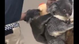 El truco más tierno que le hacen a un koala bebé para calmar su ansiedad por separación
