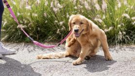 Un veterinario advierte del mayor riesgo al que se enfrenta una mascota contagiada con la nueva garrapata mortal en España