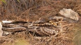 El ave que migra a España con las extremidades amputadas