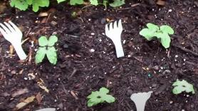 Un jardinero coloca tenedores de plástico en su huerto para ahuyentar a los "vecinos" indeseables