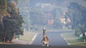 Este es el único marsupial que siempre está embarazado