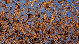 Esta es una de las mariposas más raras del mundo por su poder de convertirse en hoja