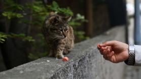 Esto es lo que comen los gatos callejeros (y cómo puedes ser su dueño ideal si quieres adoptar uno)