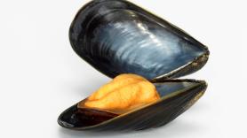 Alerta sanitaria por salmonella en unos mejillones de origen español