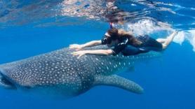 Va a nadar con el tiburón ballena y su experiencia no se parece en nada a lo que esperaba: "Es horrible"