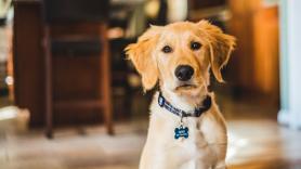 Adiós al Golden Retriever: el perro favorito de los españoles pasa a ser uno de caza reconvertido a guardián de casa