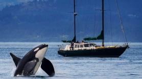 Dos orcas causan el caos en El Estrecho