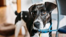 Estos son los collares de perro prohibidos por la nueva Ley de bienestar animal