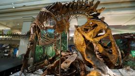 Los paleontólogos afirman que el icónico tiranosaurio siguió el paso de los humanos y revelan su procedencia