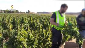 Desmantelada en Toledo la mayor plantación de marihuana de Europa