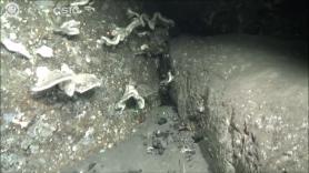 Un vídeo muestra el fondo marino cubierto de ceniza en La Palma