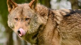 Europa deja sola a España con la protección del lobo