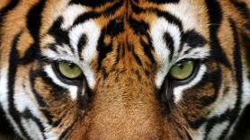 El tigre dorado viral hace saltar las alarmas por las consecuencias de una mutación genética
