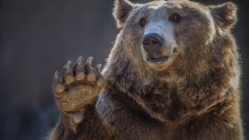 Piden esterilizar a los osos para controlar de inmediato la población